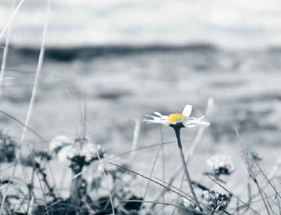 LMSO_illustration_sub_2 Nærbilde av en prestekrage fra siden/i profil i en blomstereng. Bakgrunnen er uskarp og i blågrå toner. Prestekragen er hvit og har en sterk okergul farge i