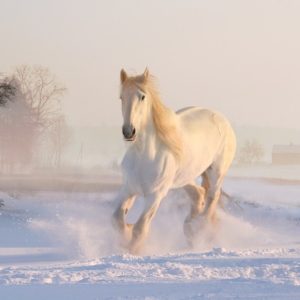 Foto av en hvit hest som løper på et jorde dekket av snø. I bakgrunnen er det tåke og noen bare trær.
